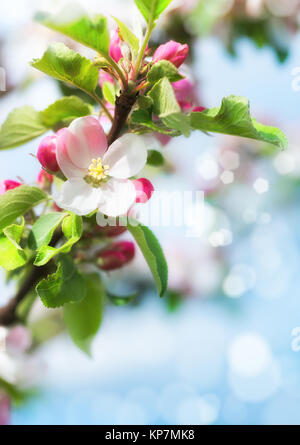 La molla sfondo sfocato con closeup su apple blossoms. Molla backrgound astratta. Questa immagine è sfocata, non vi è alcuna chiara focus qui.questa immagine mi Foto Stock