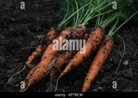 Raccolto di carota Foto Stock