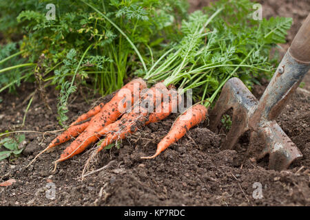 Raccolto di carota Foto Stock