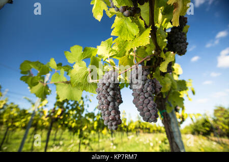 Grandi mazzi di vino rosso uva appeso da una vecchia vigna in luce calda del pomeriggio Foto Stock