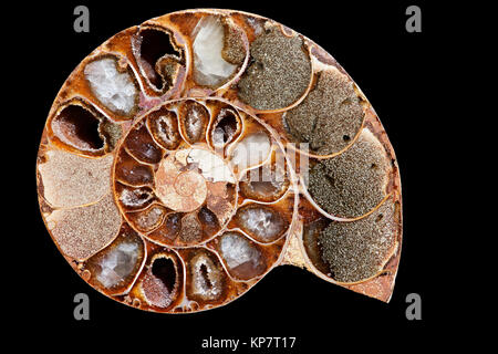 Ammoniti governato gli oceani per 370 milioni di anni prima misteriosamente estinzione alla fine del Cretacico. Ammoniti aveva una testa con m Foto Stock