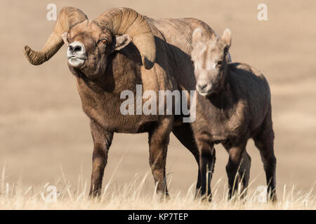 Bighorn ram e un agnello durante il solco nel Parco Nazionale di Yellowstone Foto Stock