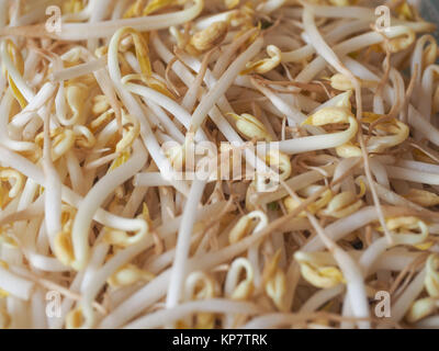 Mung germogli di soia verdure Foto Stock