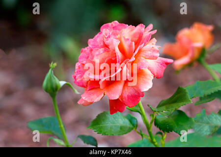Backyard rosa con colore salmone Foto Stock