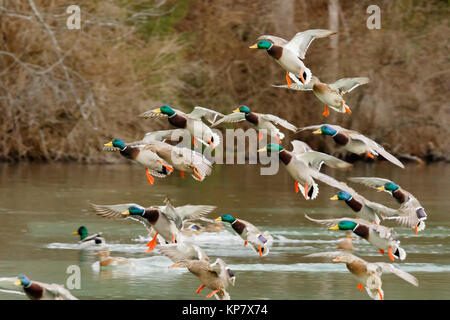 Mallard gregge in volo lo sbarco in stagno Foto Stock