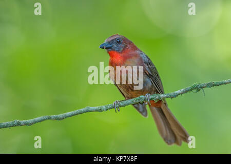 Red Throated Tanager Ant sul ramo in Costa Rica Rain Forest Foto Stock