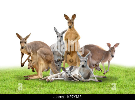 Gruppo di kangaroo Foto Stock