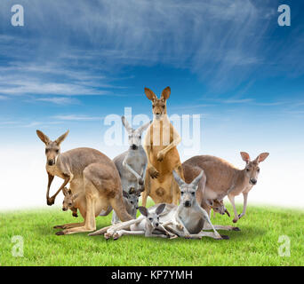 Gruppo di kangaroo Foto Stock