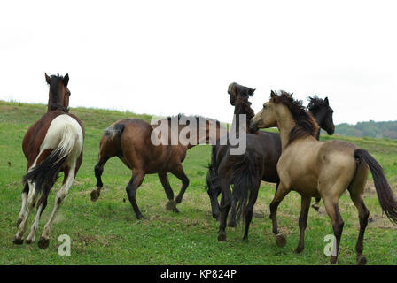 Pferde bei Machtkampfspielen um die Rangordnung Foto Stock