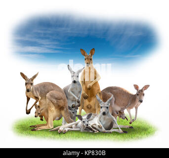 Gruppo di kangaroo Foto Stock