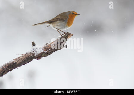 Robin Foto Stock