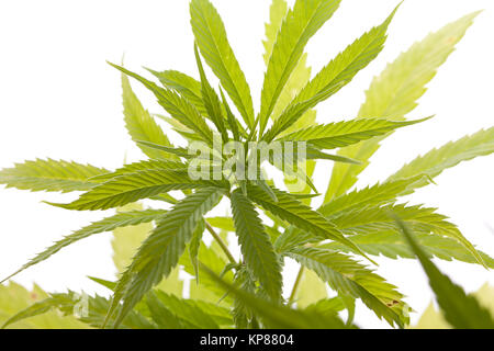 La cannabis marijuana pianta con foglie verdi vicino la droga Foto Stock