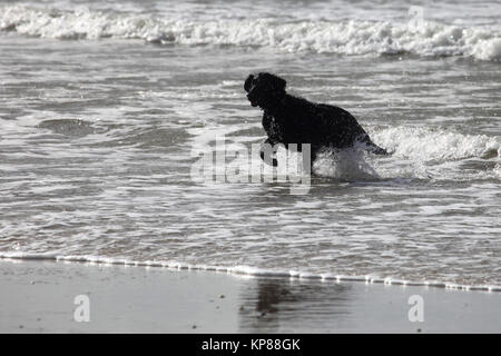 Cane sulla spiaggia del mare del Nord Foto Stock