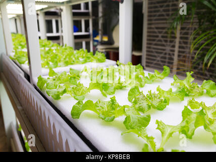 Hydroponics Indoor rack di sistema Foto Stock