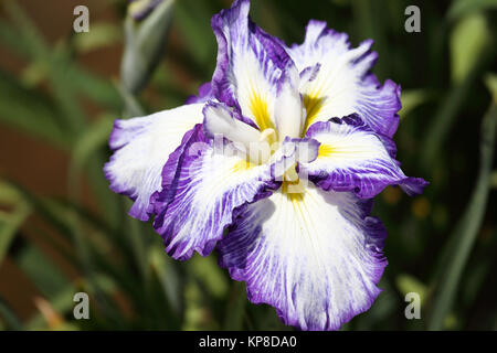 Iris Viola fiore sul letto di fiori Foto Stock