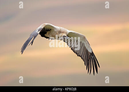 Cape vulture in volo Foto Stock