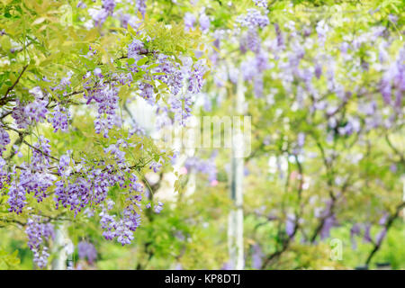 Il Glicine floribunda con bel colore e sfondo Foto Stock