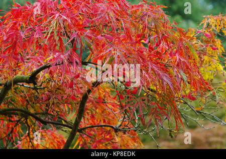 Acer palmatum 08 Foto Stock