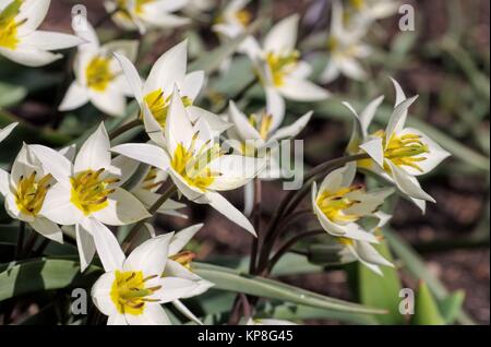 Wildtulpe Tulipa turkestanica - Tulipano selvatico Tulipa turkestanica 02 Foto Stock