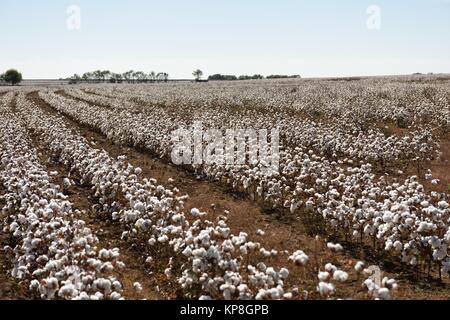 Campo di cotone con filari di cotone bianco grezzo pronto per la raccolta nei campi del Texas occidentale rurale, USA Foto Stock