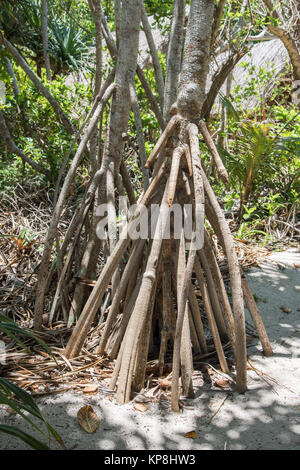 Primo piano di sopra di terra le radici di mangrovia, sul mistero Isola, Vanuatu Foto Stock