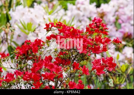 Azalea japonica stewartoniana- Azalea japonica stewartoniana Foto Stock