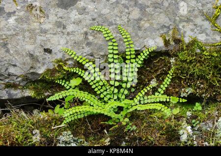 Brauner Streifenfarn - maidenhair spleenwort 01 Foto Stock