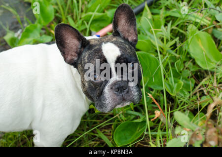 Cane, bulldog francese Foto Stock