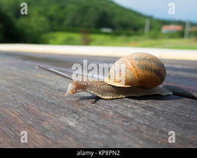 Lumaca su marrone scuro esterno in legno Foto Stock