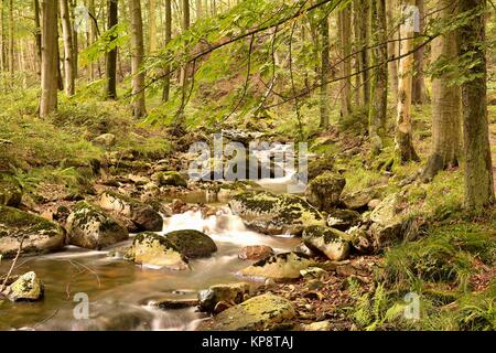 Il fiume Ilse vicino Ilsenburg nel Parco Nazionale di Harz, ai piedi del Brocken Foto Stock