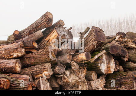 Legno tagliato in pile Foto Stock