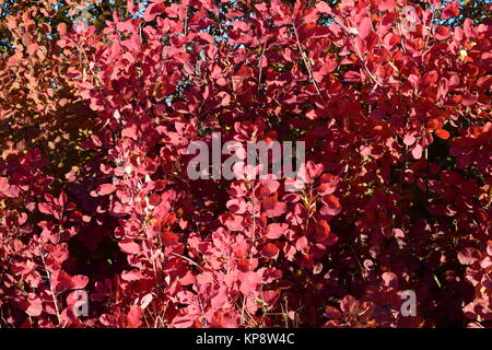 Colore di autunno foglie di Cotinus coggygria crescendo in una foresta cinghia. Foto Stock