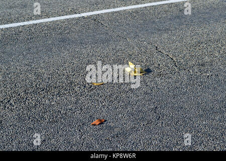 Foglie di colore giallo su asfalto Foto Stock