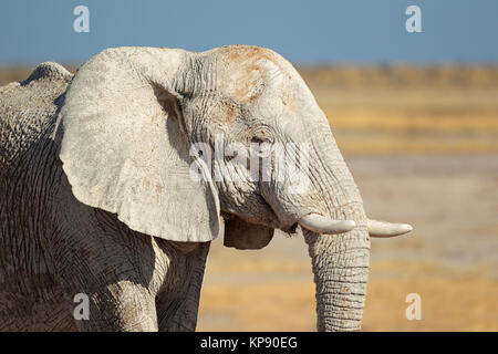 Elefante africano coperto di fango Foto Stock