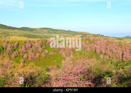 Thailandia del sakura o Prunus cerasoides di Phu Lom Lo montagna, Loei , della Thailandia. Foto Stock