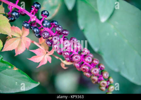 Phytolacca decandra è una pianta erbacea perenne pianta in famiglia pokeweed Phytolaccaceae crescente fino a 8 piedi (2 metri) in altezza Foto Stock