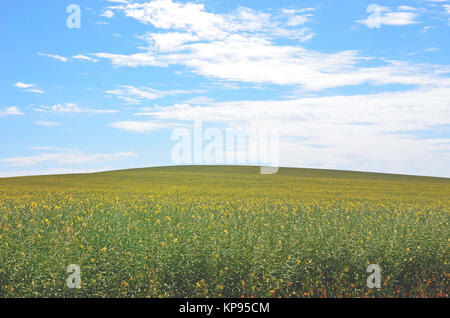 Giallo fiore di canola prato sotto un cielo blu nella campagna NSW, Australia. La primavera e l'estate sfondo. Foto Stock