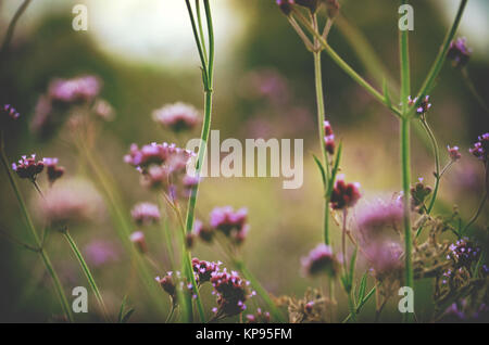 Moody viola top Verbena bonariensis crescente selvatici in un prato nelle zone rurali del NSW, Australia Foto Stock