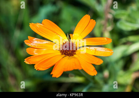 Tagete comune, Calendula officinalis, vista da vicino Foto Stock