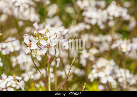 Bianco (wallrocket Diplotaxis erucoides) Foto Stock