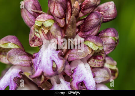 Vista ravvicinata di una Barlia robertiana o gigante orchid, Himantoglossum robertianum Foto Stock