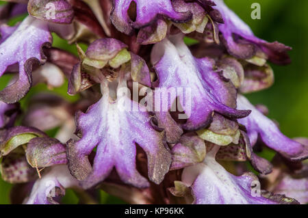 Vista ravvicinata di una Barlia robertiana o gigante orchid, Himantoglossum robertianum Foto Stock