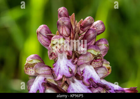 Vista ravvicinata di una Barlia robertiana o gigante orchid, Himantoglossum robertianum Foto Stock