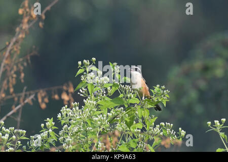 Lunga coda di Shrike cantando e seduto sul ramo Foto Stock