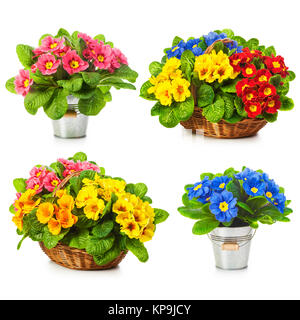 Primula fiori di primavera nel cestello e raccolta della benna isolati su sfondo bianco Foto Stock