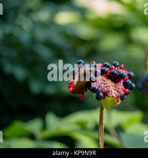 La Peonia blooming Foto Stock