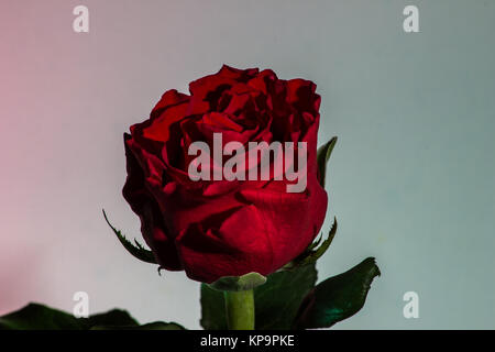 Rose con riflessione Foto Stock