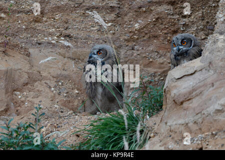 Gufo reale / civette / Uhus ( Bubo bubo ), giovani fratelli, seduto accanto a ogni altra in pendenza di una cava di ghiaia, guardare la fauna selvatica, l'Europa. Foto Stock