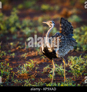 Rospo bustard nel parco nazionale di Kruger, Sud Africa ; Specie Lissotis melanogaster famiglia di Otididae Foto Stock