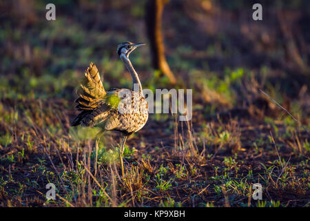 Rospo bustard nel parco nazionale di Kruger, Sud Africa ; Specie Lissotis melanogaster famiglia di Otididae Foto Stock